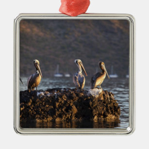 Brown-Pelikane auf Felsen in Puerto Escondido nahe Ornament Aus Metall