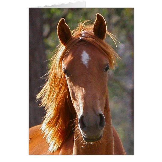 Brown-Pferd im Sonnenlicht Karte