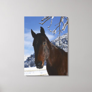Brown-Pferd im Winter Leinwanddruck