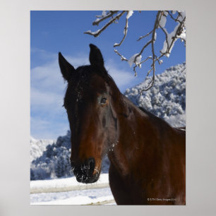 Brown-Pferd im Winter Poster