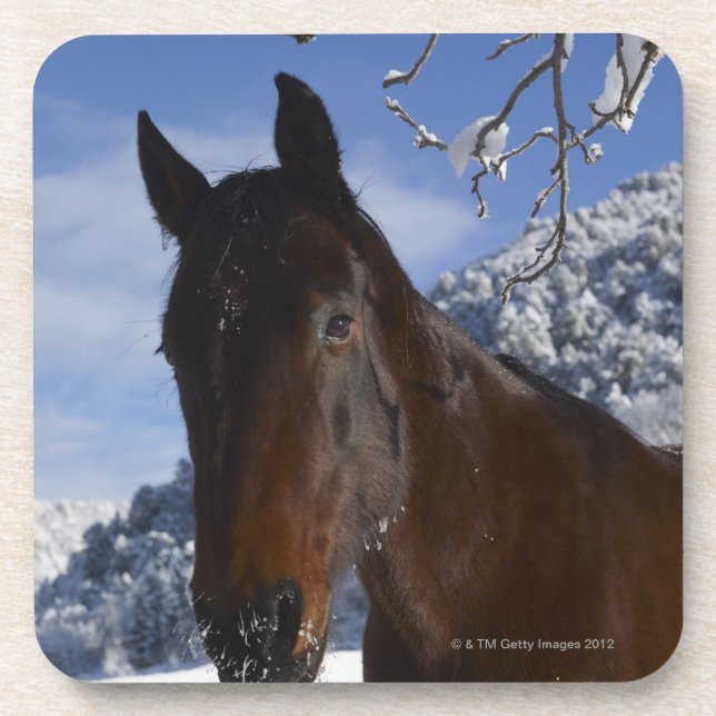 Brown-Pferd im Winter Untersetzer (Vorderseite)