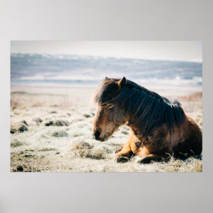 BROWN PFERDE AUF GRASS IN DER NÄHE DES STRANDES POSTER