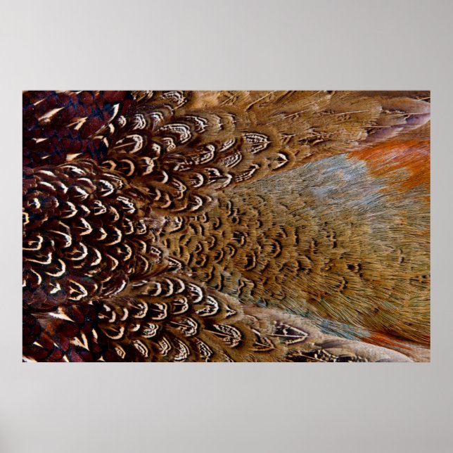 Brown Pheasant Feather Design Poster (Vorne)
