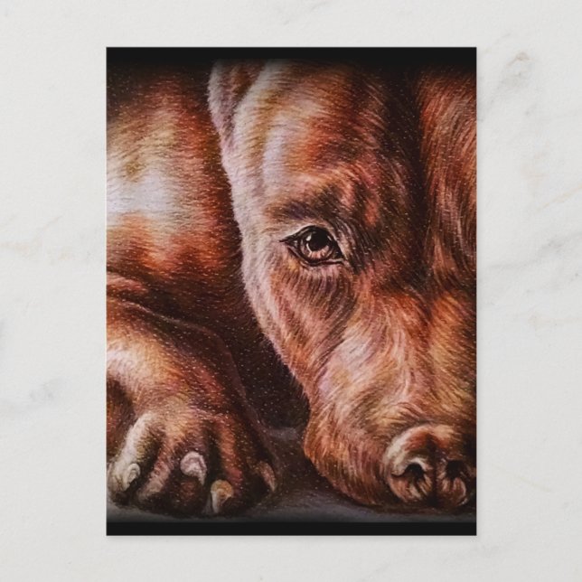 Brown pitbull face drawing of pet portrait dog postkarte (Vorderseite)