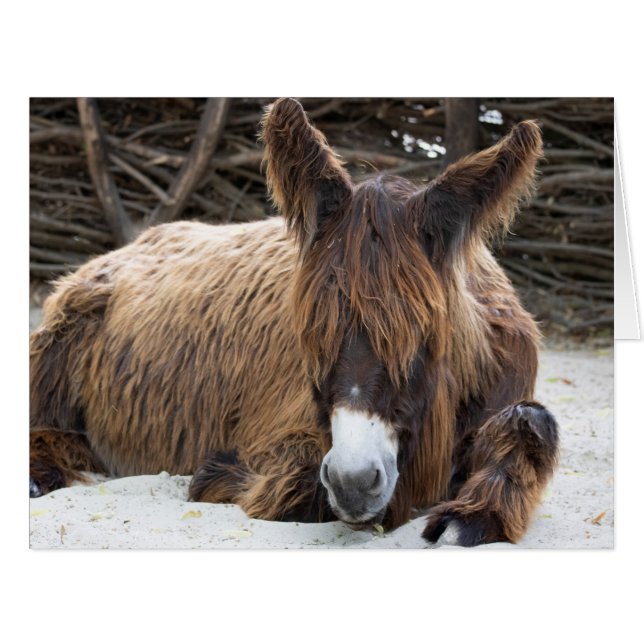 Brown Poitou Donkey (Vorderseite (Horizontal))