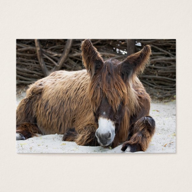Brown Poitou Donkey (Vorderseite)