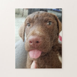 Brown Puppy