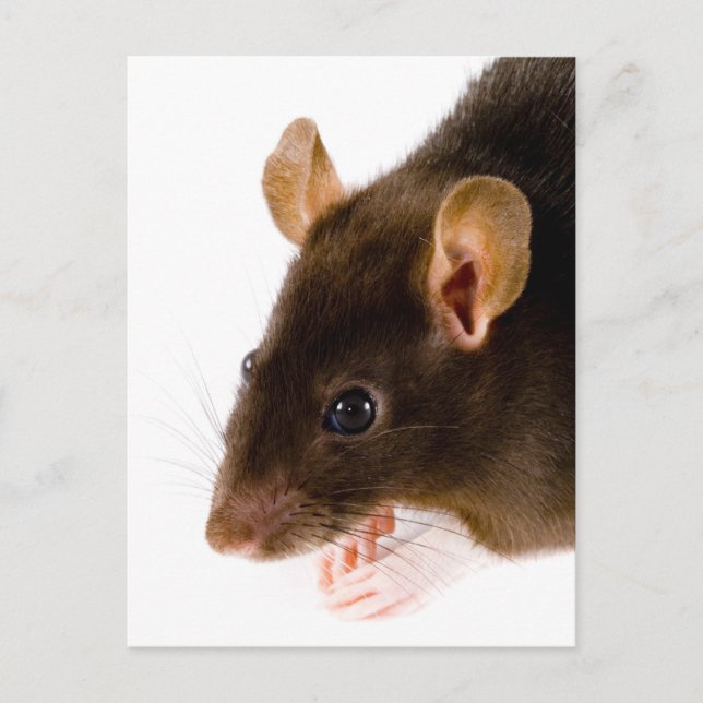 Brown Rat Postkarte (Vorderseite)
