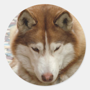 Brown-Schlittenhund-Aufkleber Runder Aufkleber