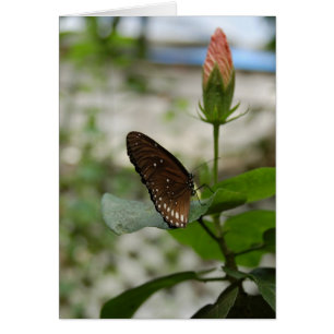 Brown-Schmetterling