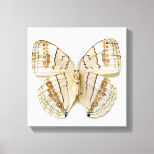 Brown-Schmetterling, obenliegende Ansicht Leinwanddruck