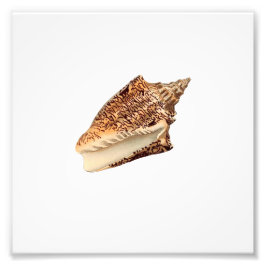 Brown Seashell Beach Wasserbad Fotodruck