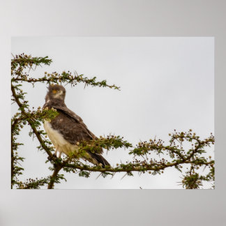 Brown Snake Eagle - Sentinel der Savanne Poster