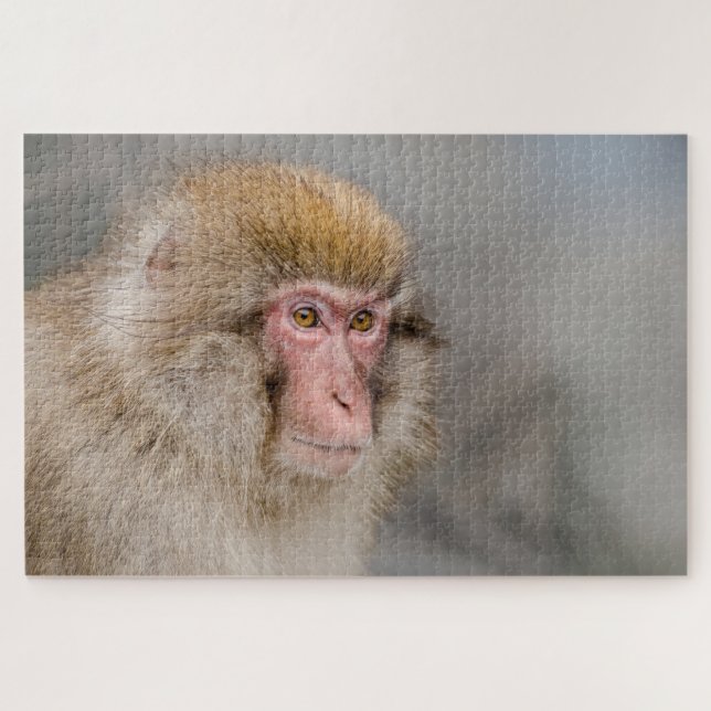 Brown Snow Monkey, japanische Fotografie (Horizontal)