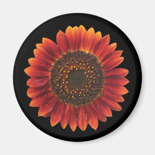 Brown-Sonnenblume Magnet