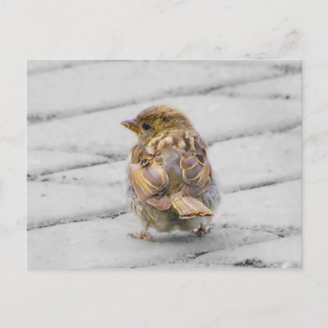 Brown Sparrow Postkarte (Vorderseite)