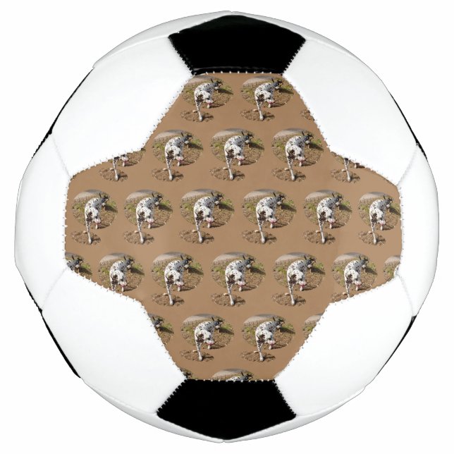 Brown Spotty Dalmatiner, Fußball (Vorderseite)