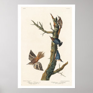 Brown Strampler and Californian Nuthatch by Audubo Poster