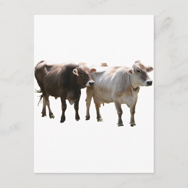 Brown Swiss Cows Postkarte (Vorderseite)