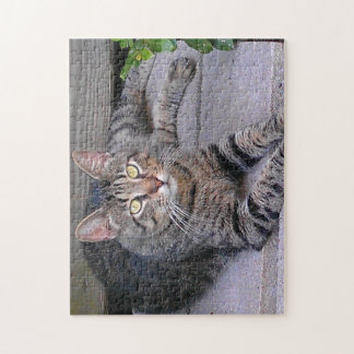 Brown Tabby Cat Außenbereich