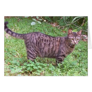 Brown Tabby Cat Außenbereich