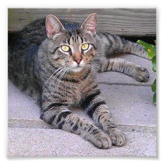 Brown Tabby Cat Außenbereich Fotodruck