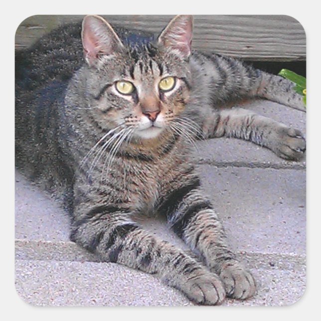 Brown Tabby Cat Außenbereich Quadratischer Aufkleber (Vorderseite)