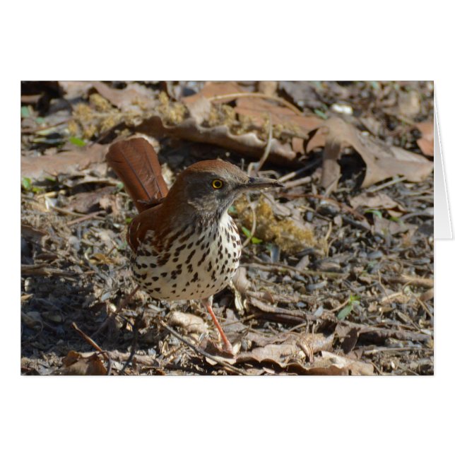 Brown Thrasher (Devant horizontal)