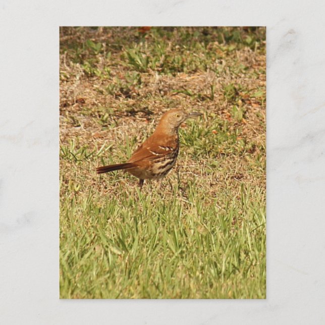 Brown Thrasher Bird Foto Postkarte (Vorderseite)