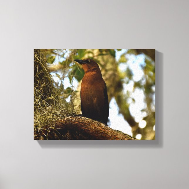 Brown Thrasher Bird Leinwanddruck (Vorderseite)