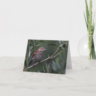 Brown Thrasher - Joe Sweeney - Karte