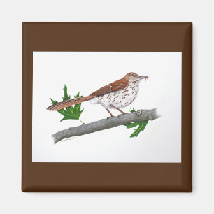 Brown Thrasher Magnet