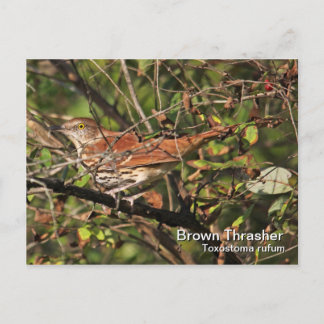 Brown Thrasher Postcard Postkarte