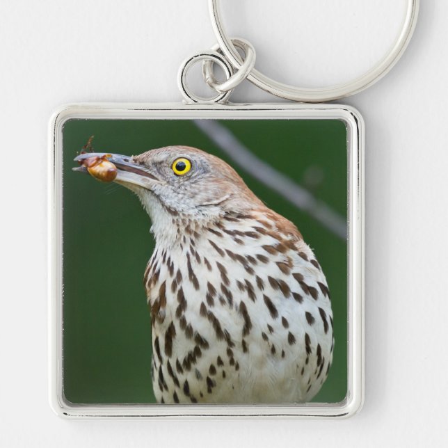 Brown Thrasher w/Catch of the Day Geschenke Beklei Schlüsselanhänger (Vorne)