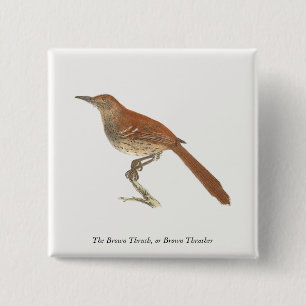 Brown Thrush oder Brown Thrasher, New Yorker Vögel Button