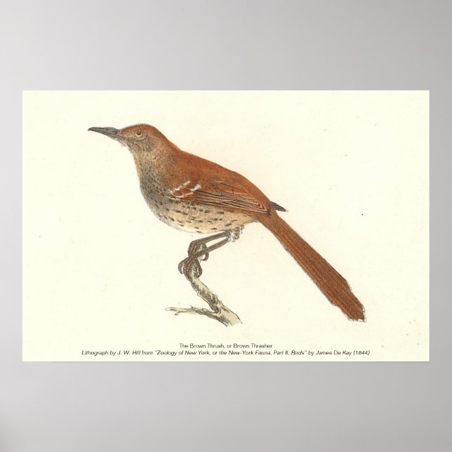 Brown Thrush oder Brown Thrasher, New Yorker Vögel Poster (Vorne)