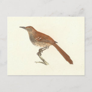 Brown Thrush oder Brown Thrasher, New Yorker Vögel Postkarte
