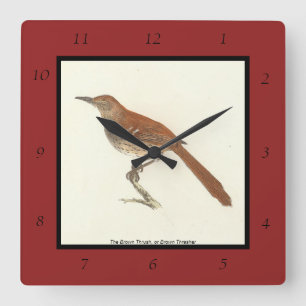 Brown Thrush oder Brown Thrasher, New Yorker Vögel Quadratische Wanduhr