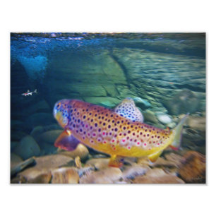 'BROWN TROUT FOTODRUCK