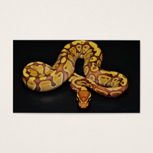 Brown- und Goldball-Pythonschlange