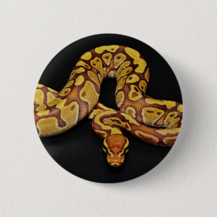 Brown- und Goldball-Pythonschlange Button