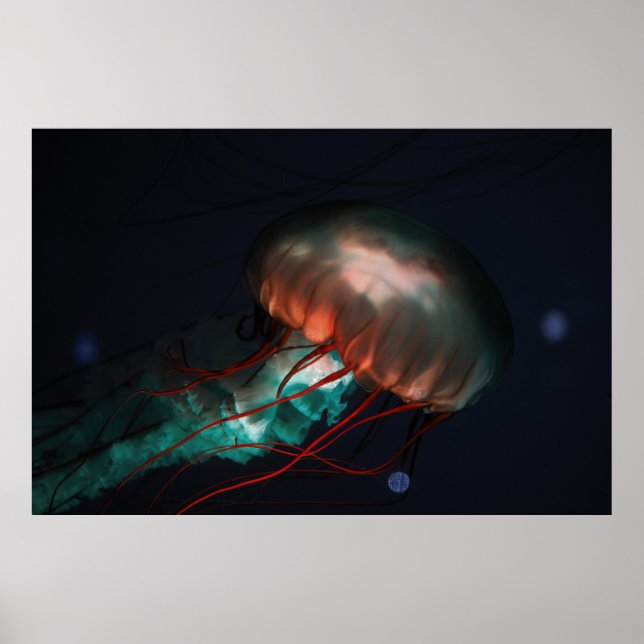 BROWN UND GREEN JELLYFISH POSTER (Vorne)