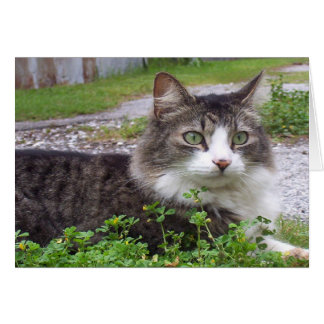Brown und weiße Tabby-Katze