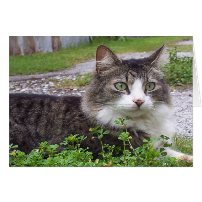 Brown und weiße Tabby-Katze (Vorderseite (Horizontal))