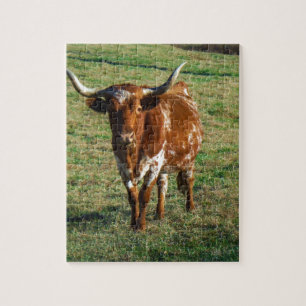 Brown und weißes Longhorn Stier