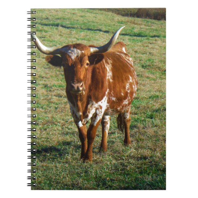Brown und weißes Longhorn Stier Notizblock (Vorderseite)
