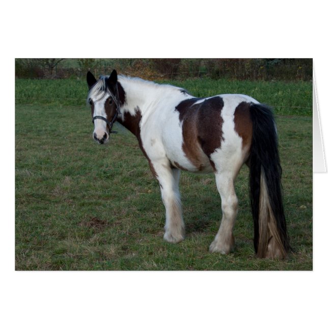 Brown White Horse (Vorderseite (Horizontal))