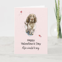 Brown & white Springer Spanischer Hund Valentinsta