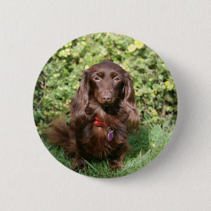 Brownlanghaarige MiniaturDackel Button