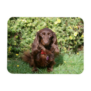 Brownlanghaarige MiniaturDackel Magnet